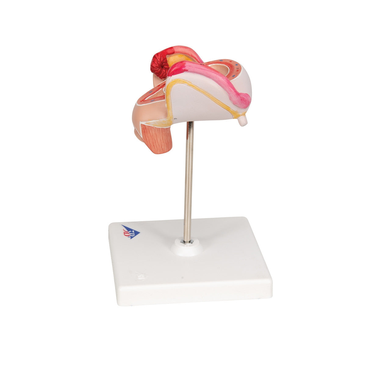 2nd Month Embryo Model