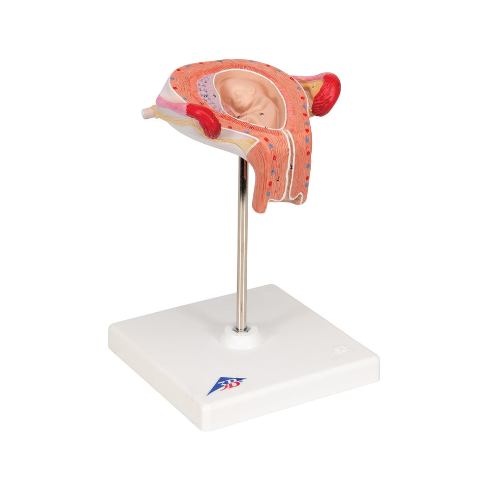 3rd Month Embryo Model