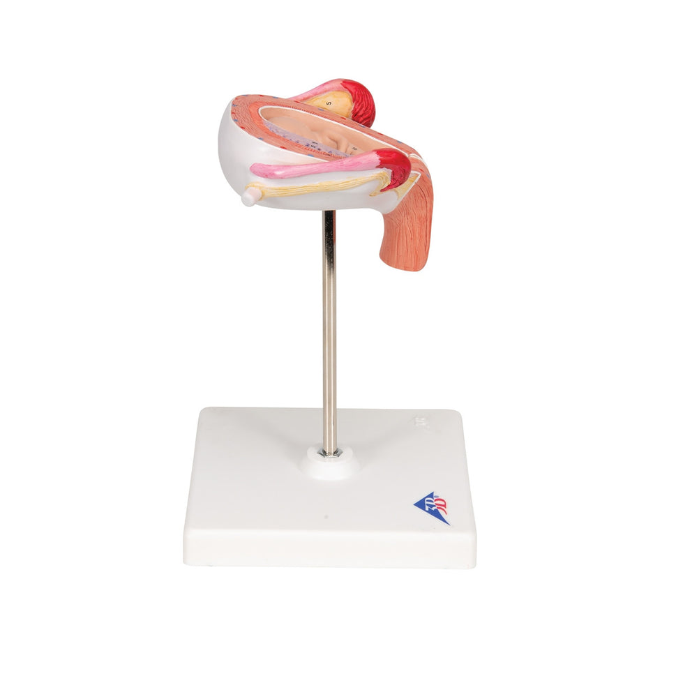 3rd Month Embryo Model