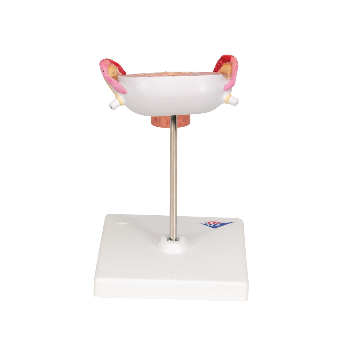 3rd Month Embryo Model