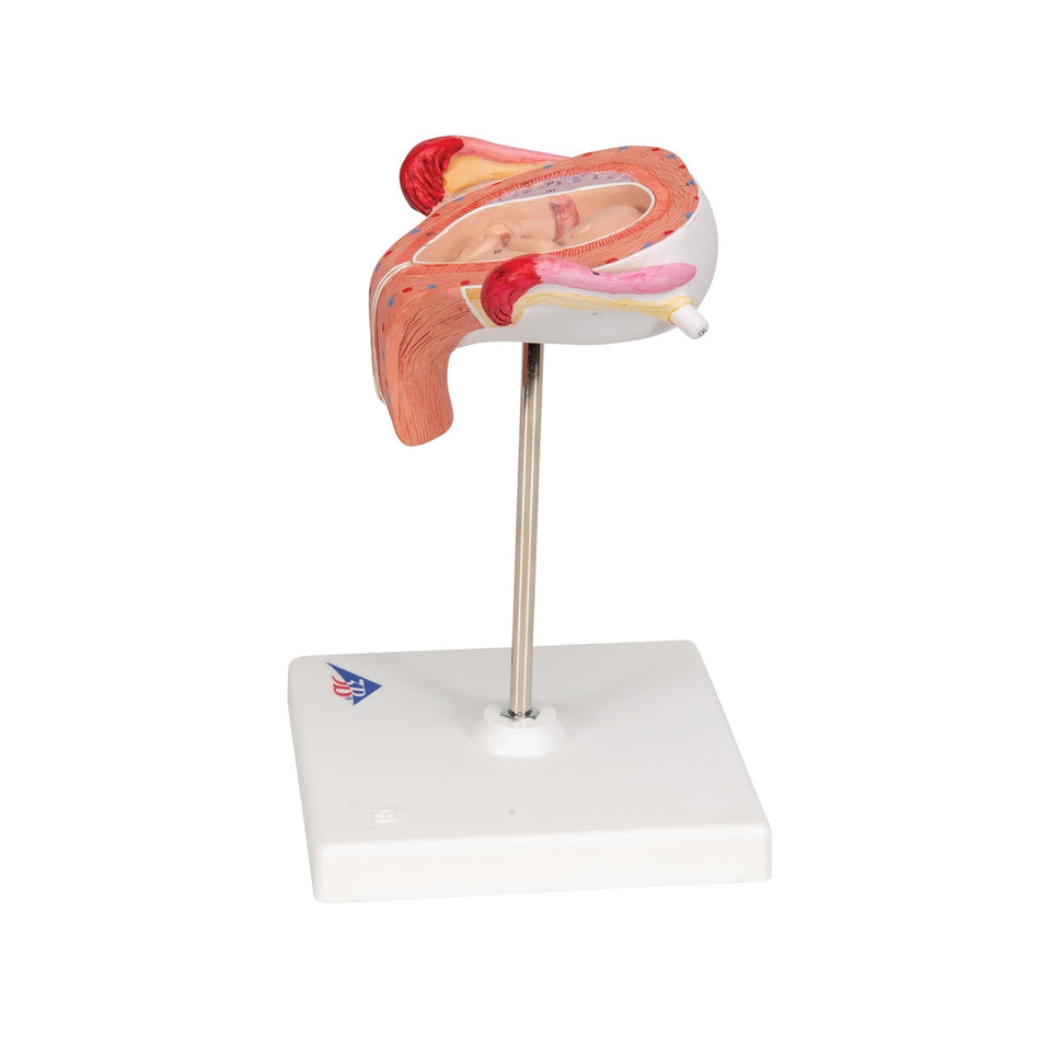 3rd Month Embryo Model