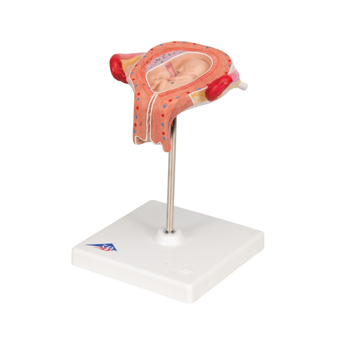 3rd Month Embryo Model