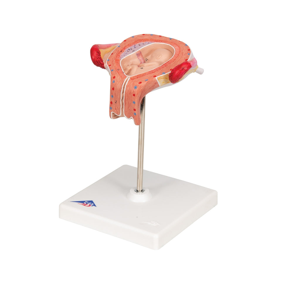 3rd Month Embryo Model