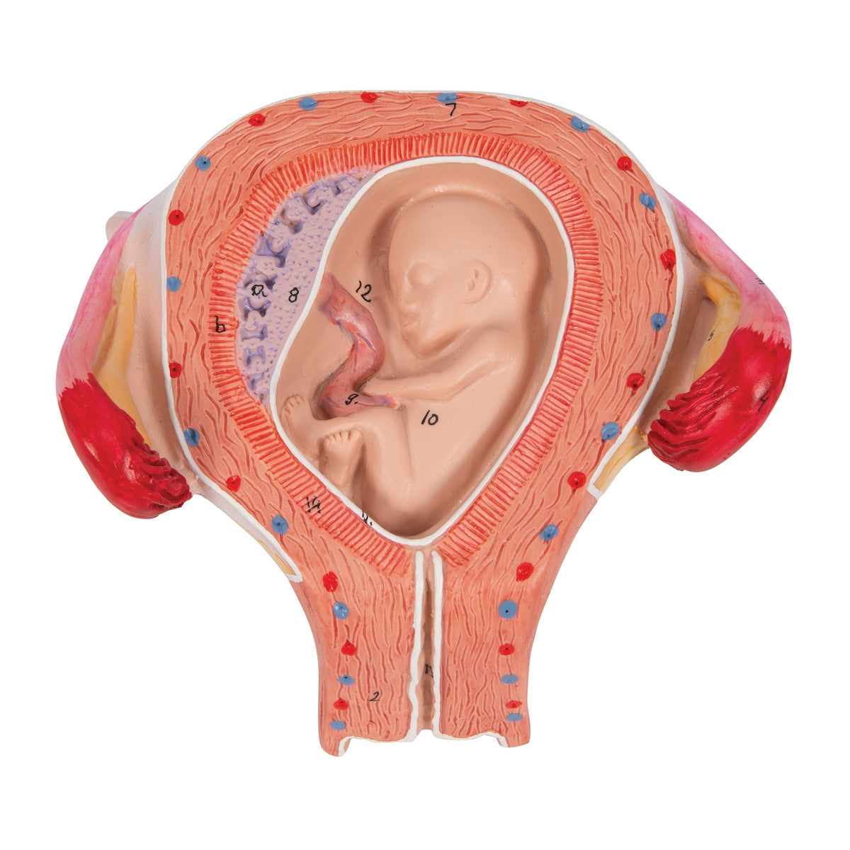 3rd Month Embryo Model