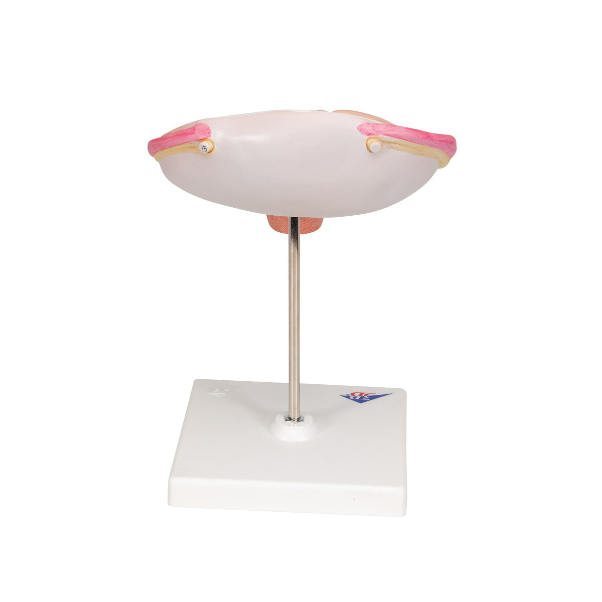 4th Month Foetus Model (Transverse Lie)