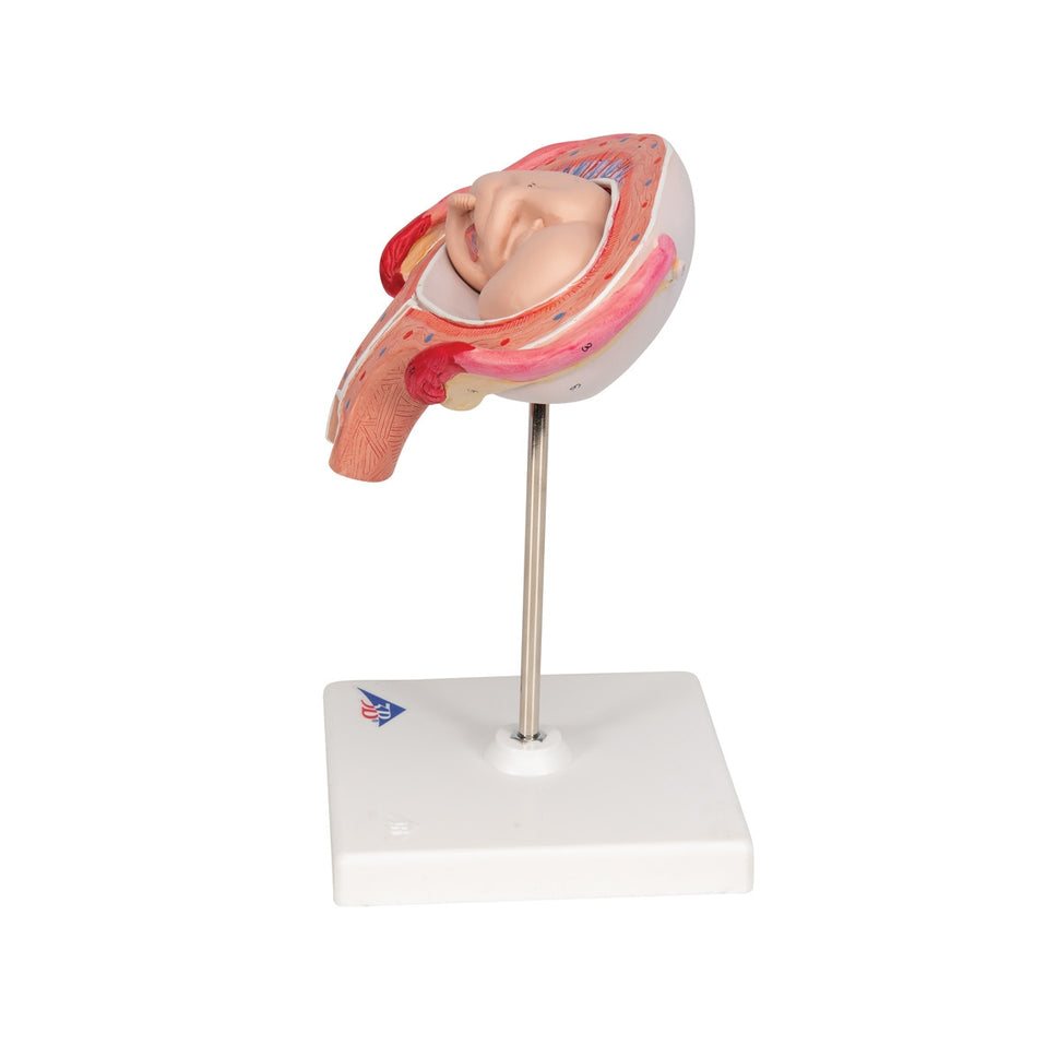4th Month Foetus Model (Transverse Lie)