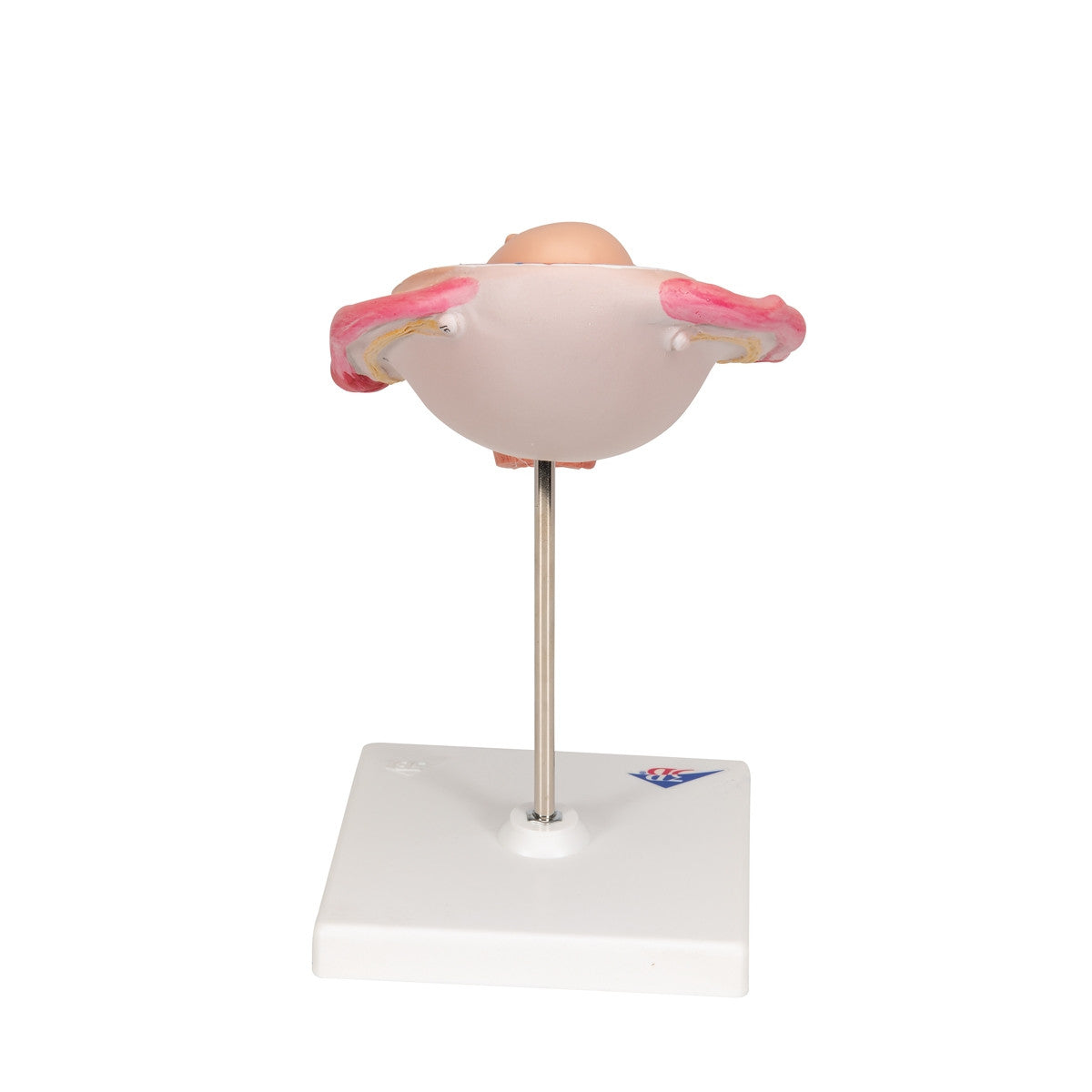 5th Month Foetus Model (Breech Position)