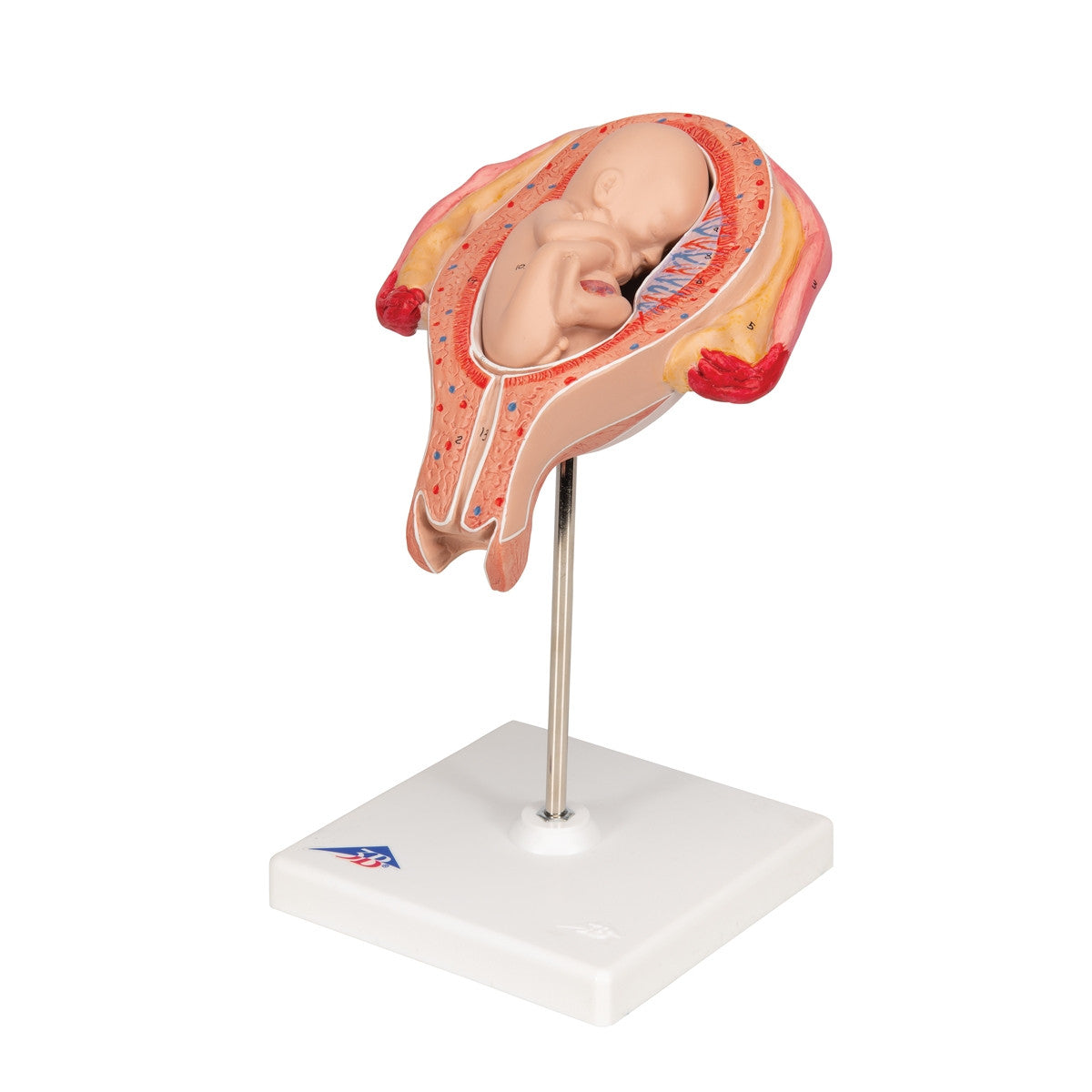 5th Month Foetus Model (Breech Position)