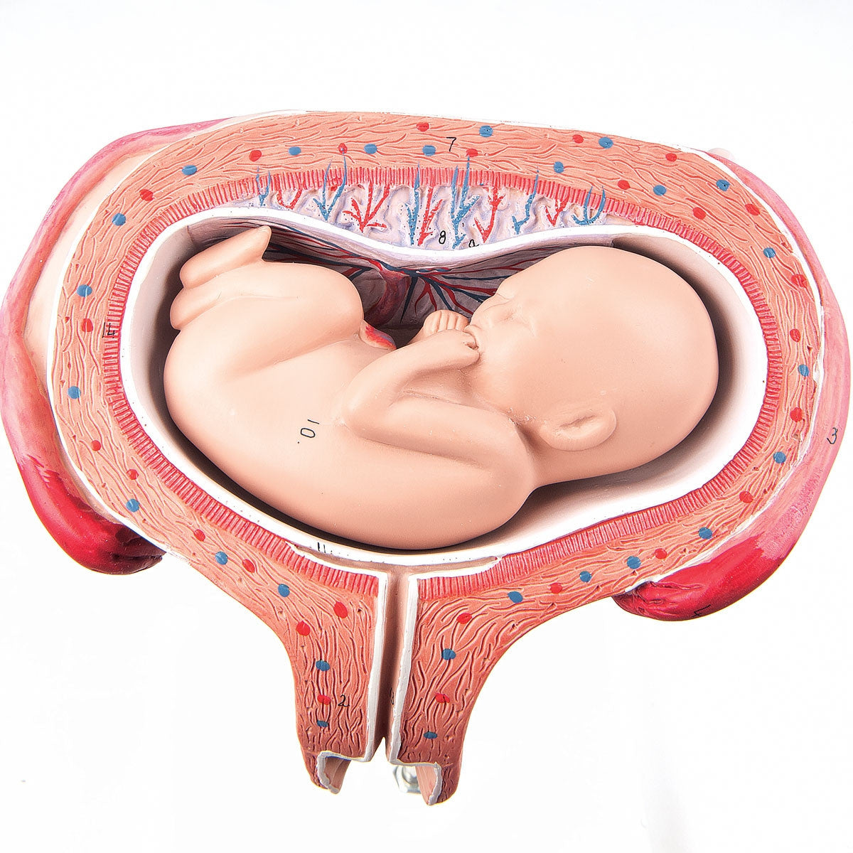 5th Month Foetus Model (Transverse Lie)  1000327