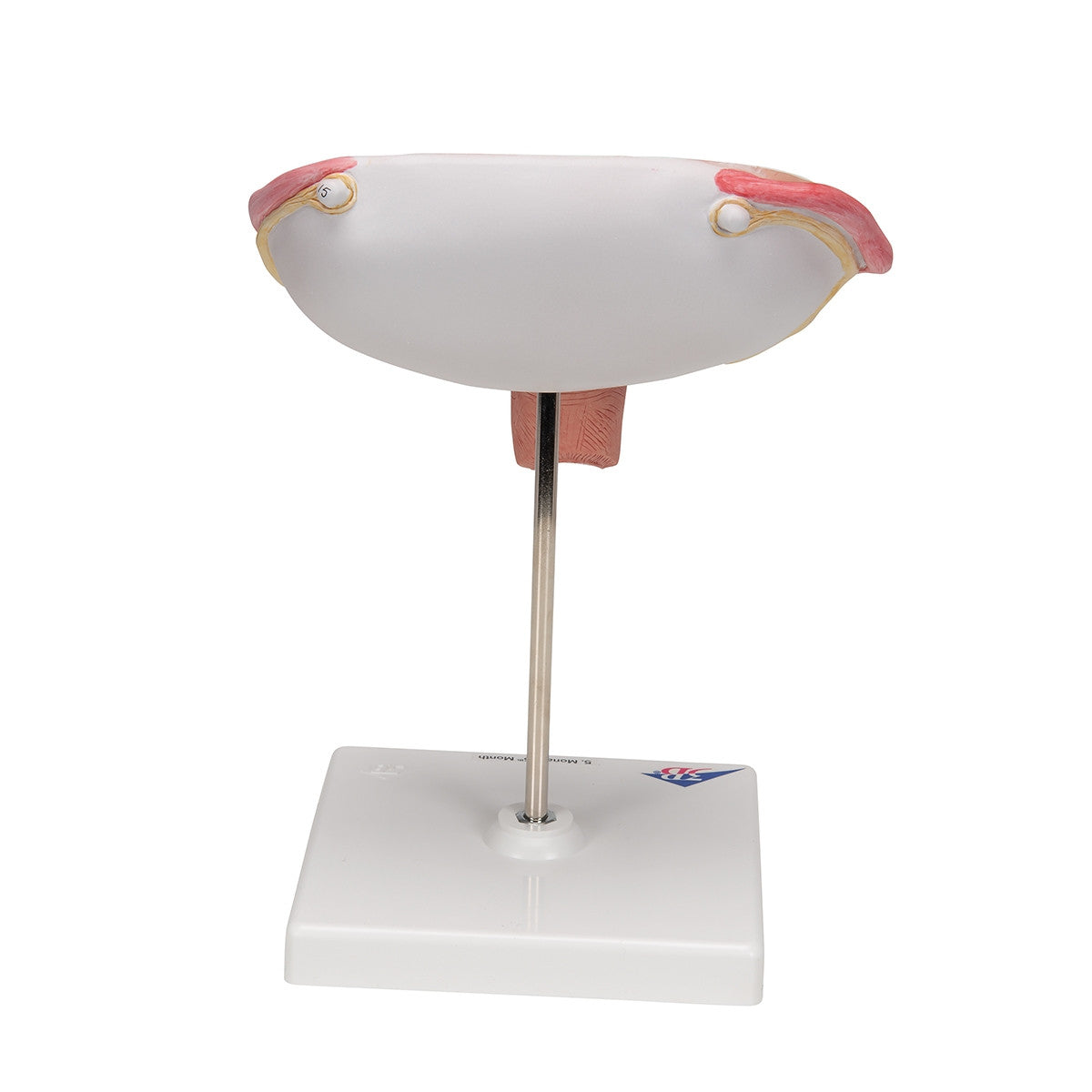 5th Month Foetus Model (Transverse Lie)