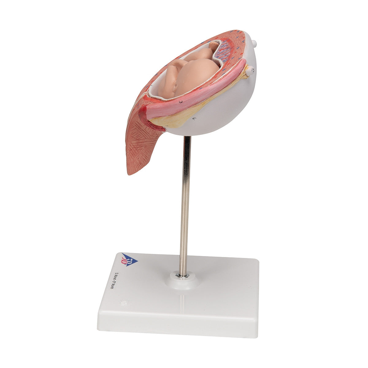 5th Month Foetus Model (Transverse Lie)