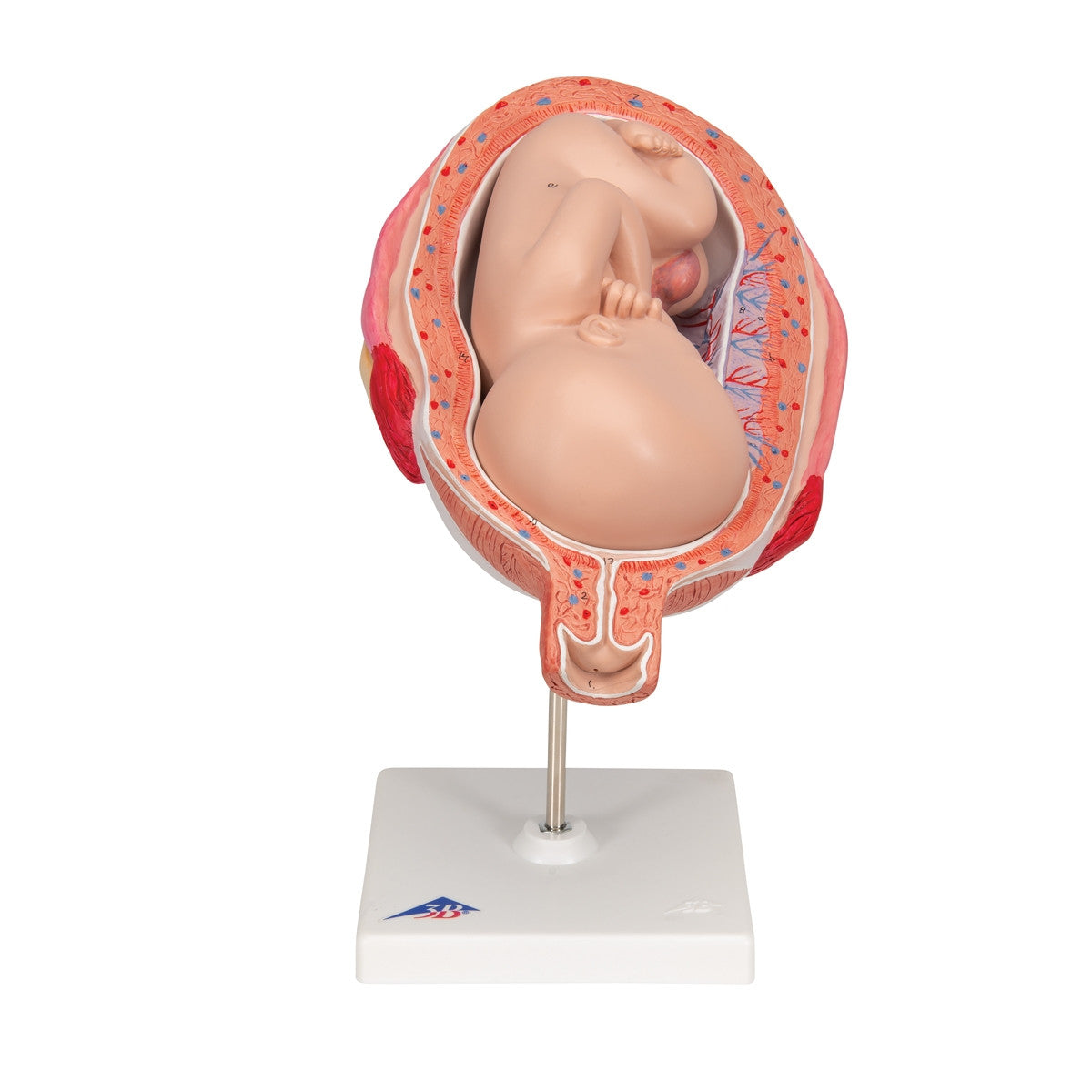 7th Month Foetus Model