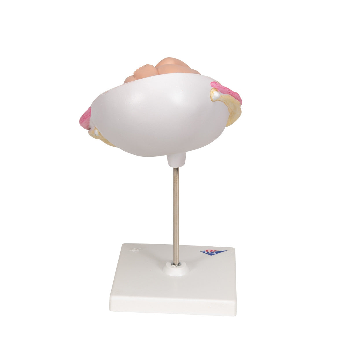 7th Month Foetus Model