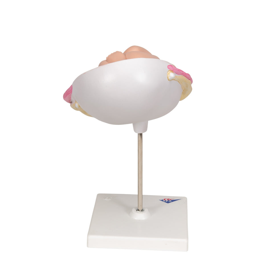 7th Month Foetus Model