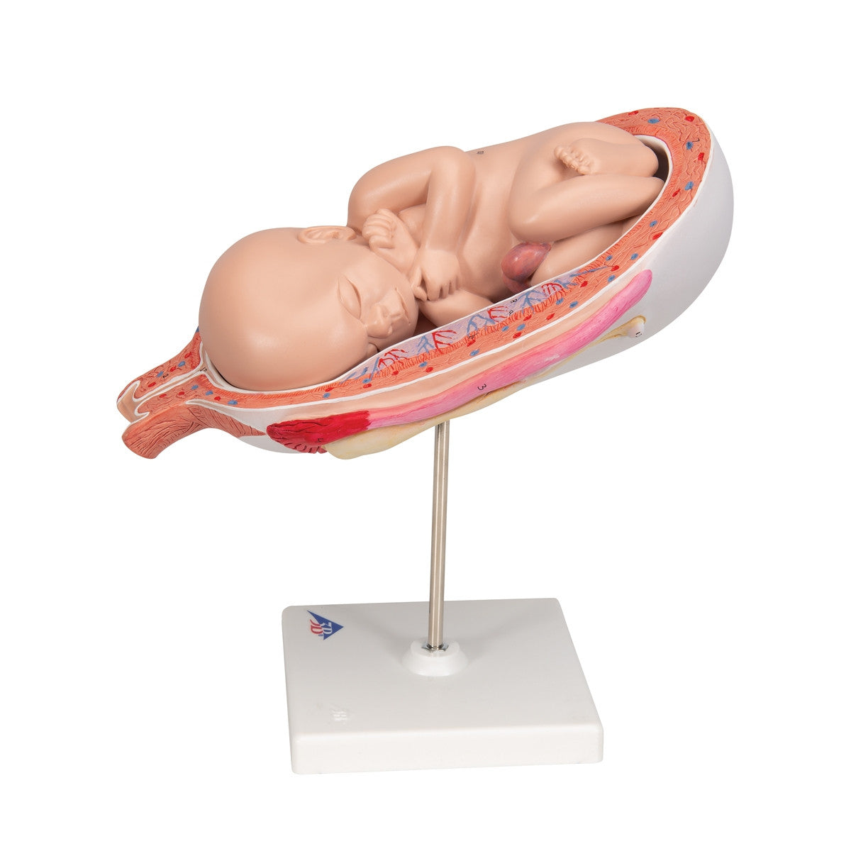 7th Month Foetus Model
