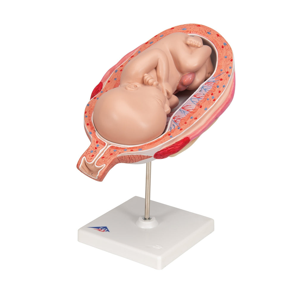 7th Month Foetus Model