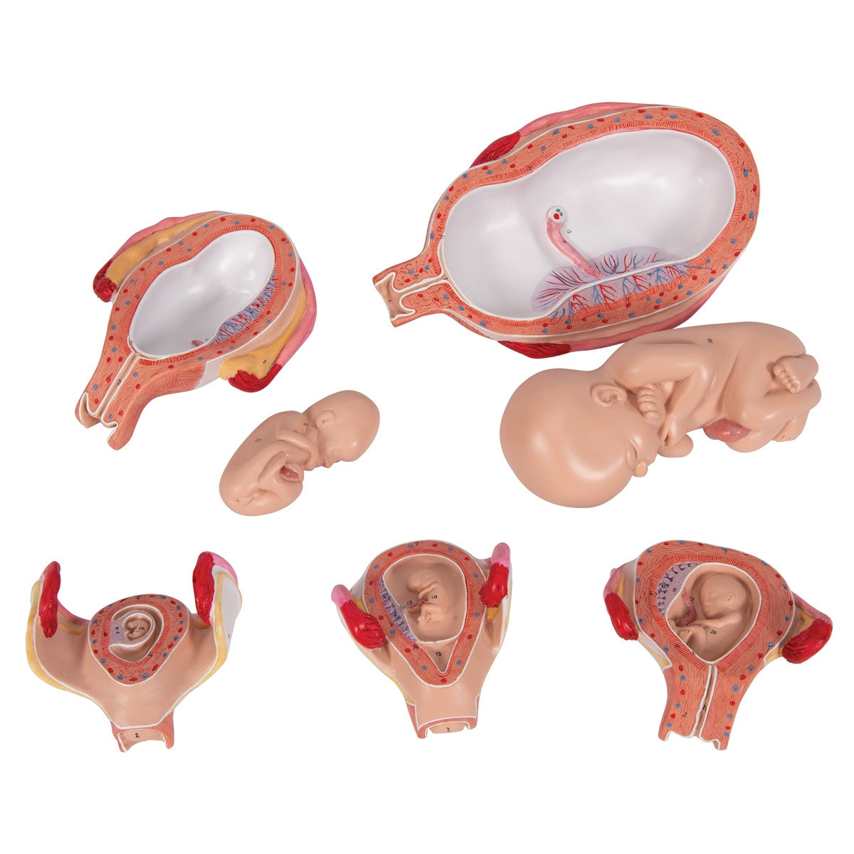 Everything Included in The set 5 embryo and foetus models and 5 mounts 1018633