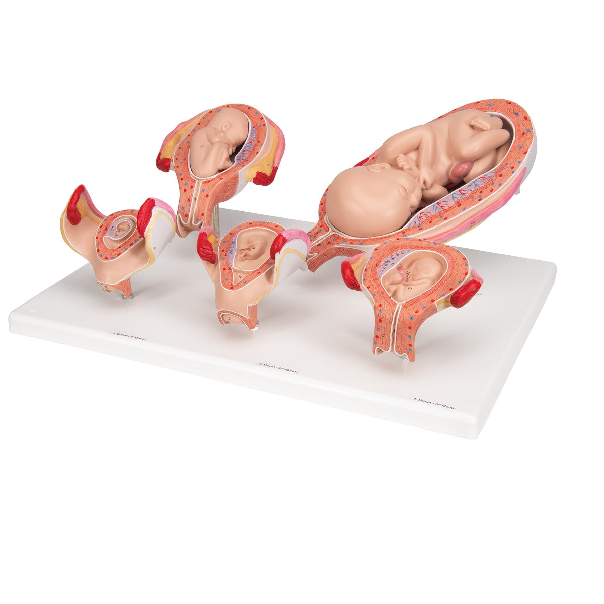 stages of development of the embryo and foetus 1018633