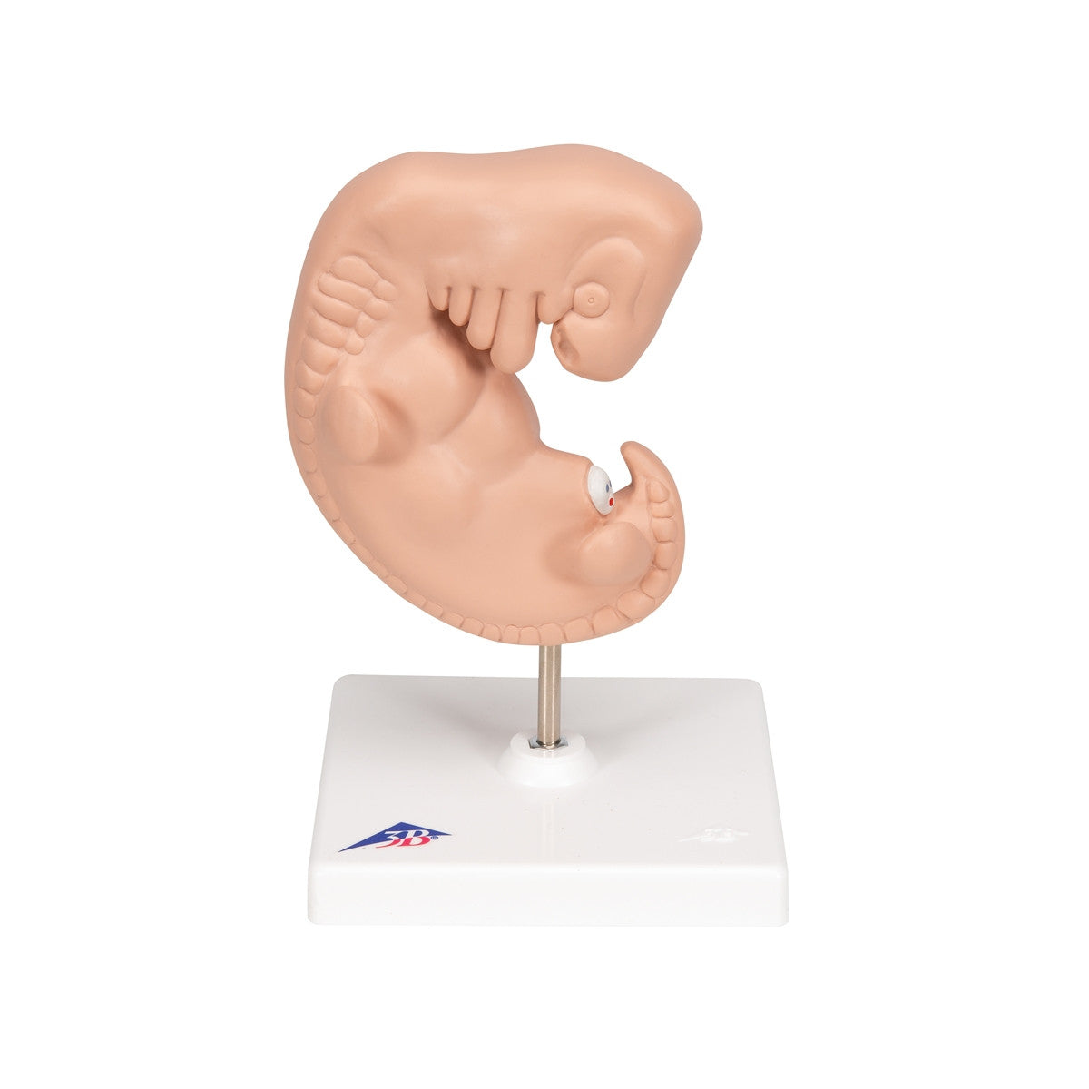 Human Embryo Model (X 25 enlarged)