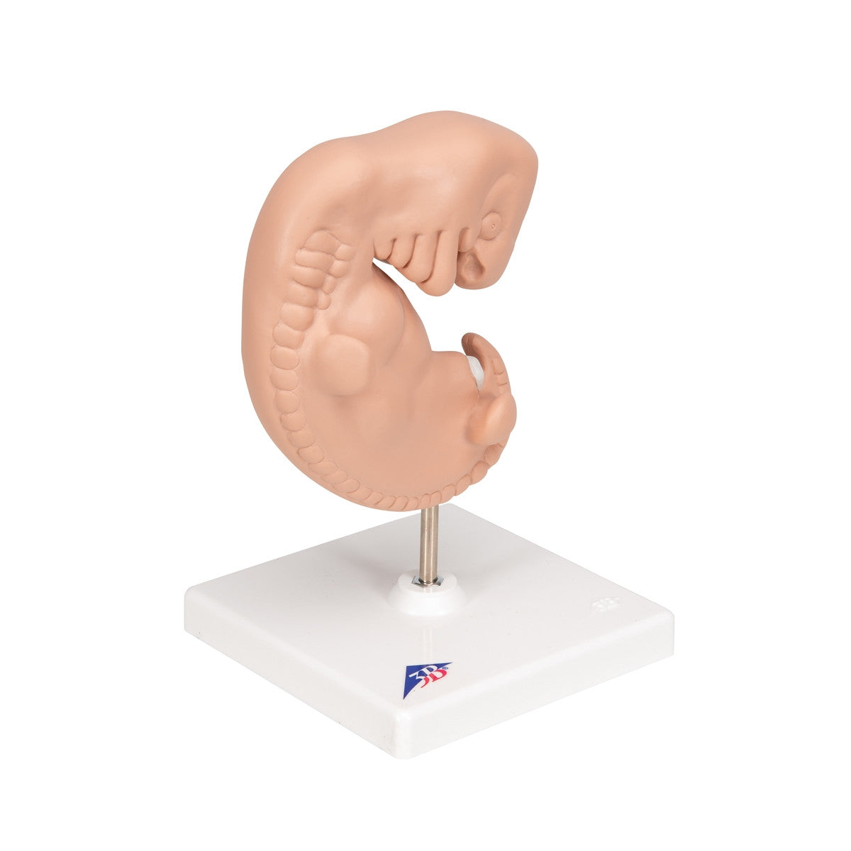 Human Embryo Model (X 25 enlarged)