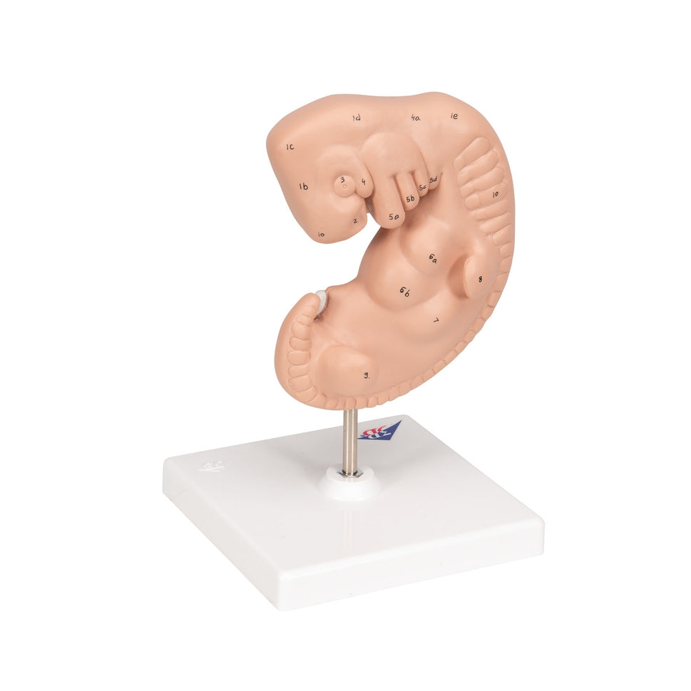 Human Embryo Model (X 25 enlarged)