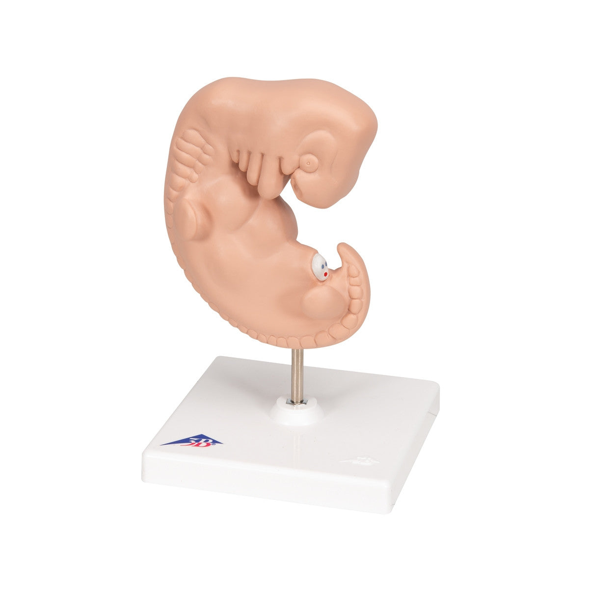 Human Embryo Model (X 25 enlarged)