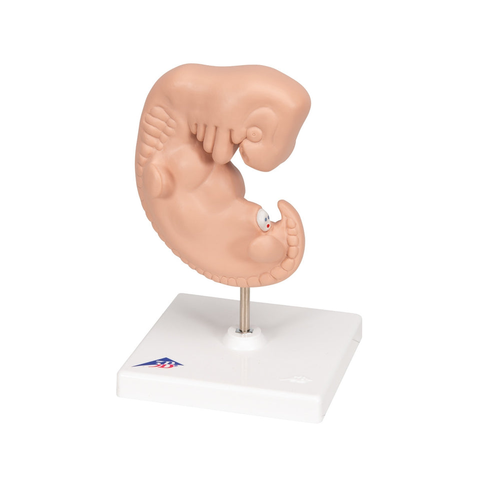 Human Embryo Model (X 25 enlarged)