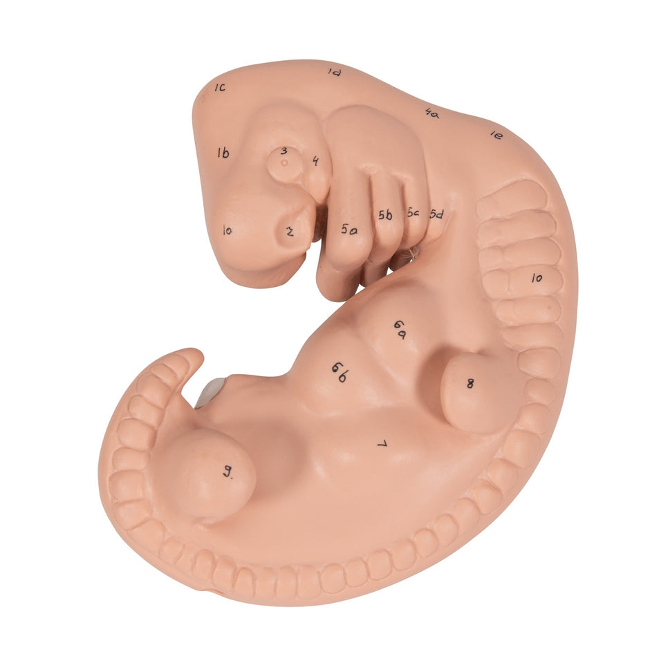 Human Embryo Model (X 25 enlarged)