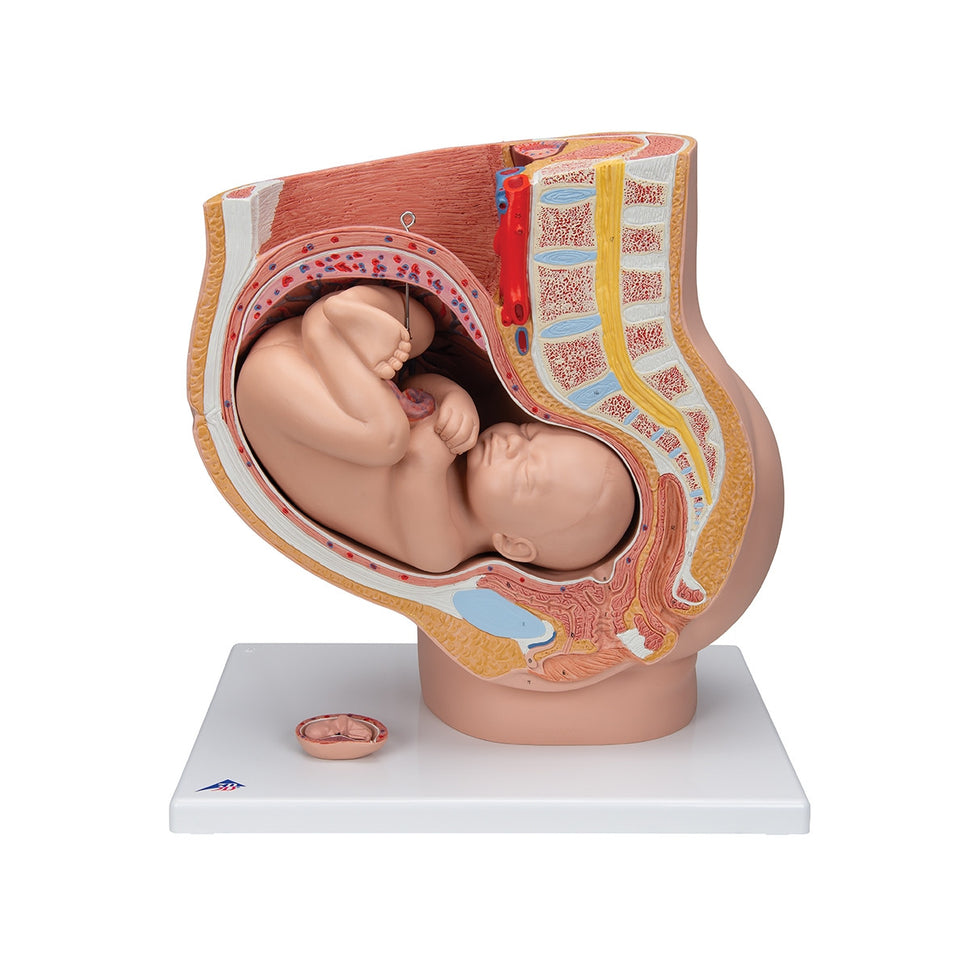 Human Pregnancy Model (40th week, 3 parts)