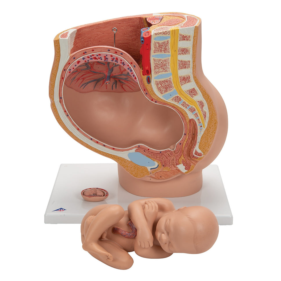 Human Pregnancy Model (40th week, 3 parts)
