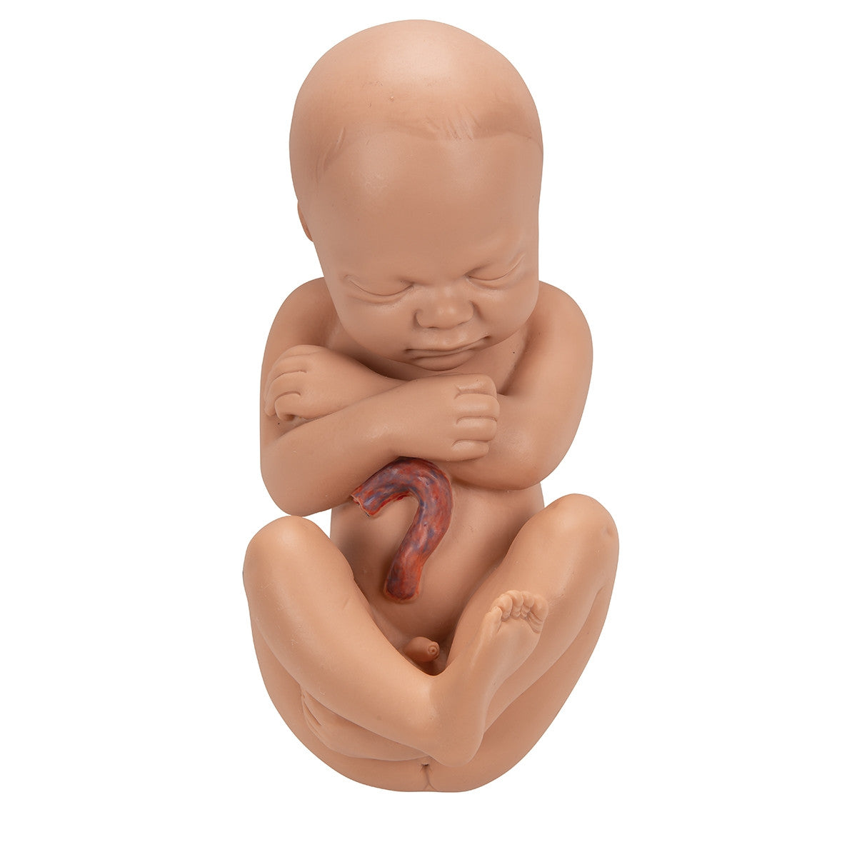 Human Pregnancy Model (40th week, 3 parts)