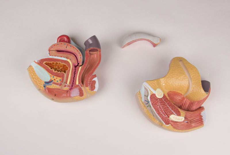 Female Genital Organs Model (4 part) 1