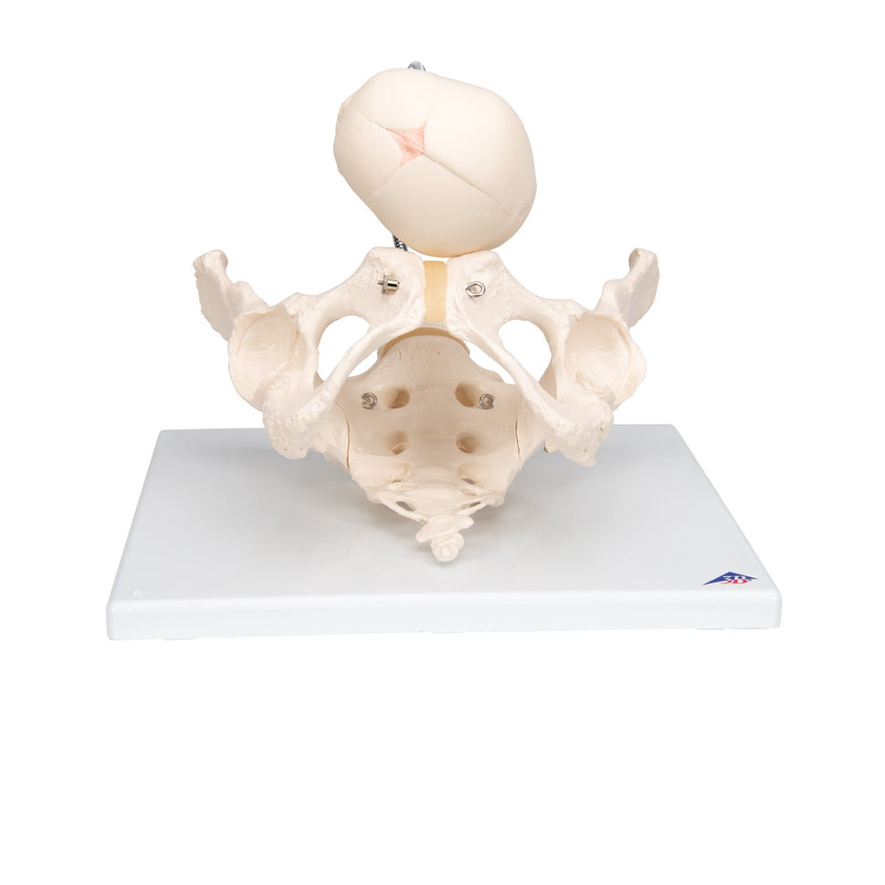 Childbirth Demonstration Pelvis Model