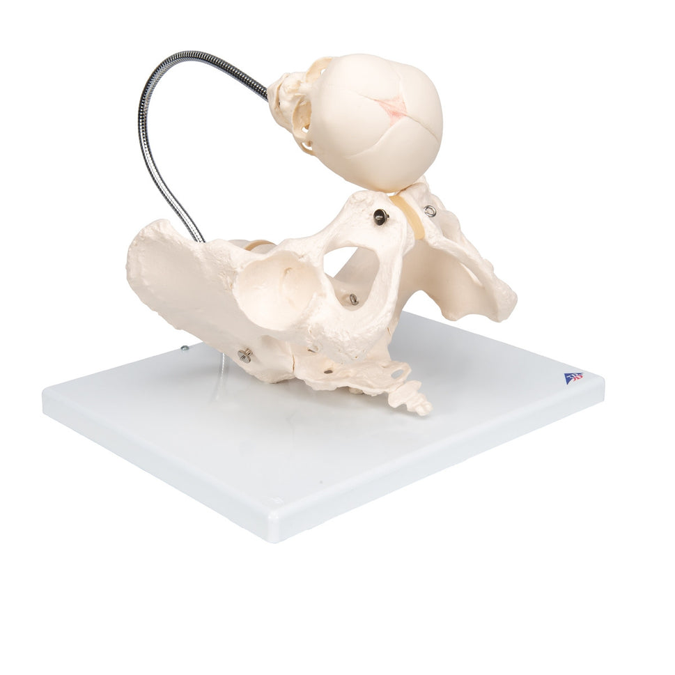 Childbirth Demonstration Pelvis Model