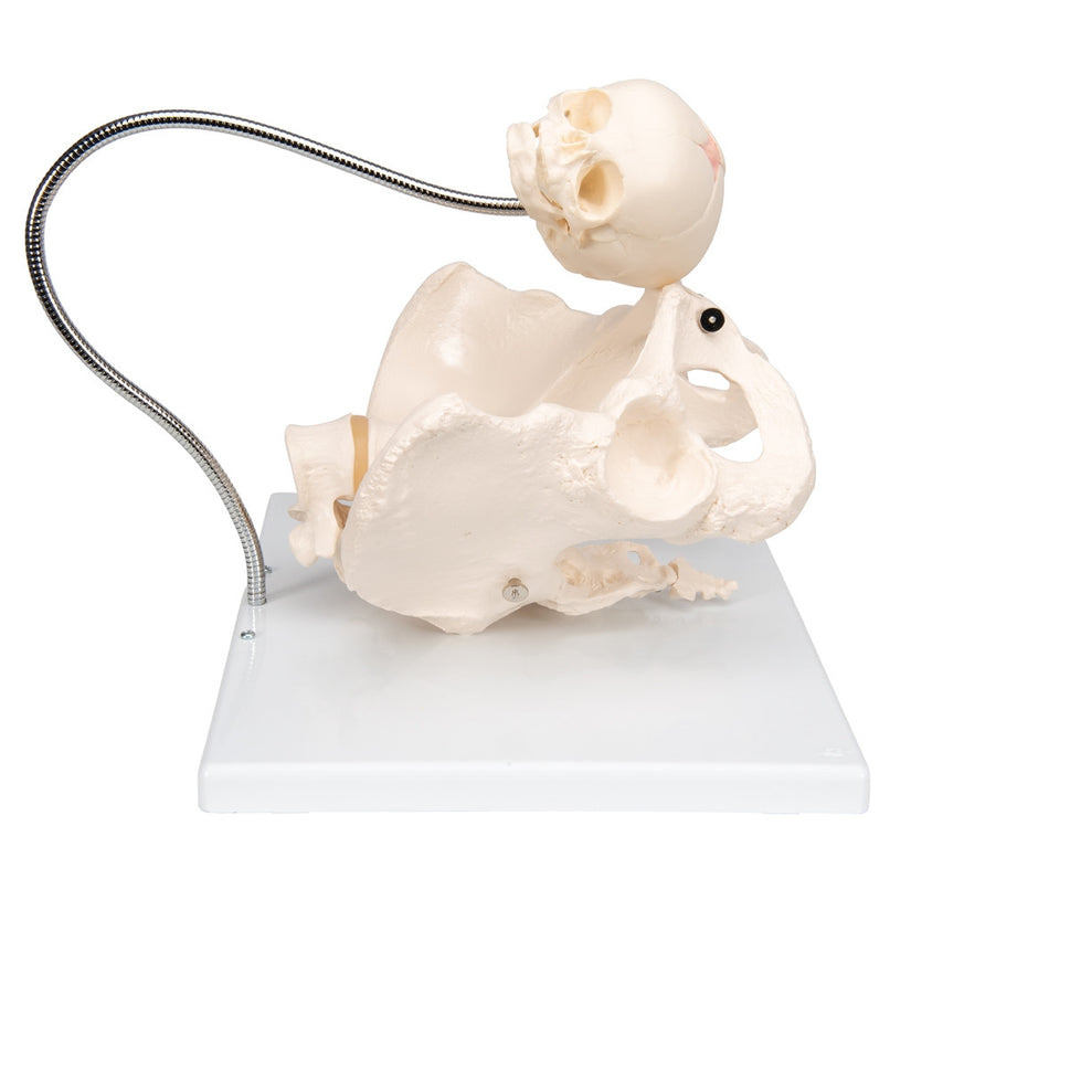 Childbirth Demonstration Pelvis Model