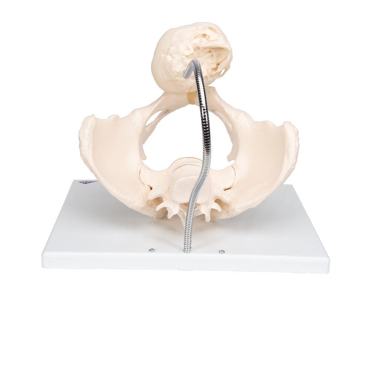 Childbirth Demonstration Pelvis Model