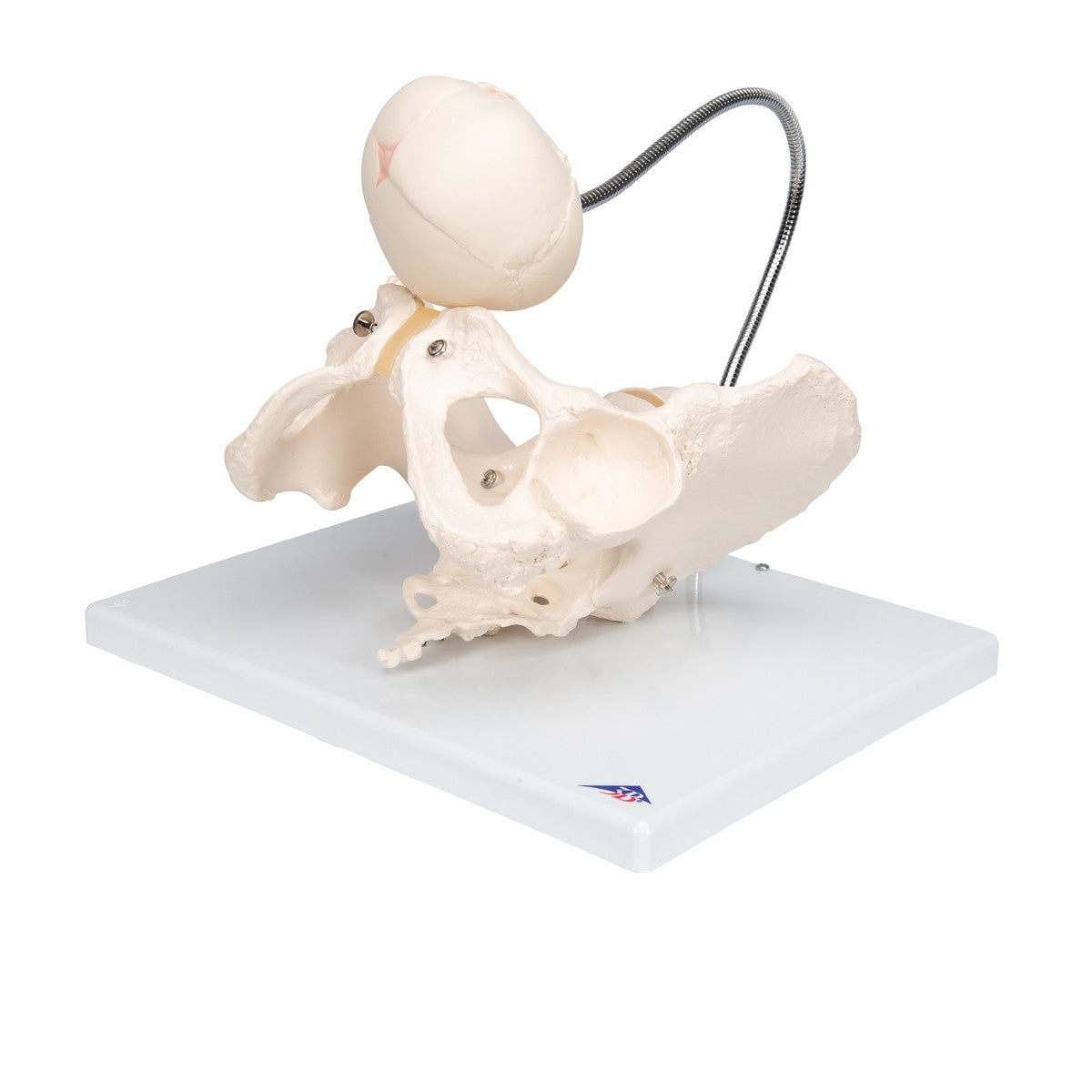 Childbirth Demonstration Pelvis Model