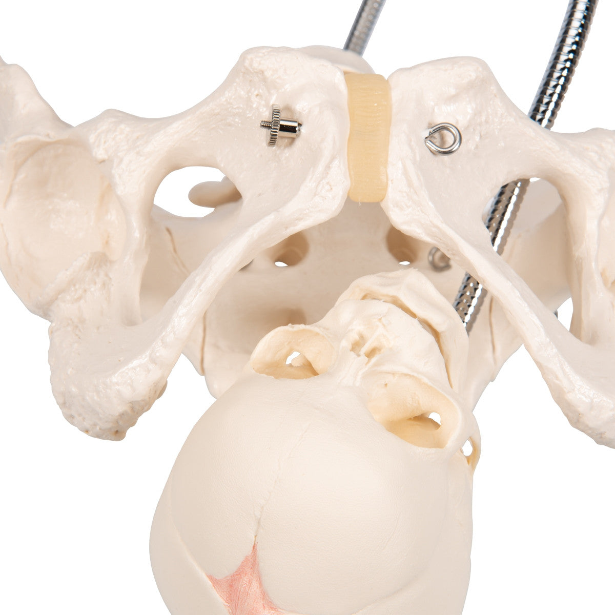 Childbirth Demonstration Pelvis Model