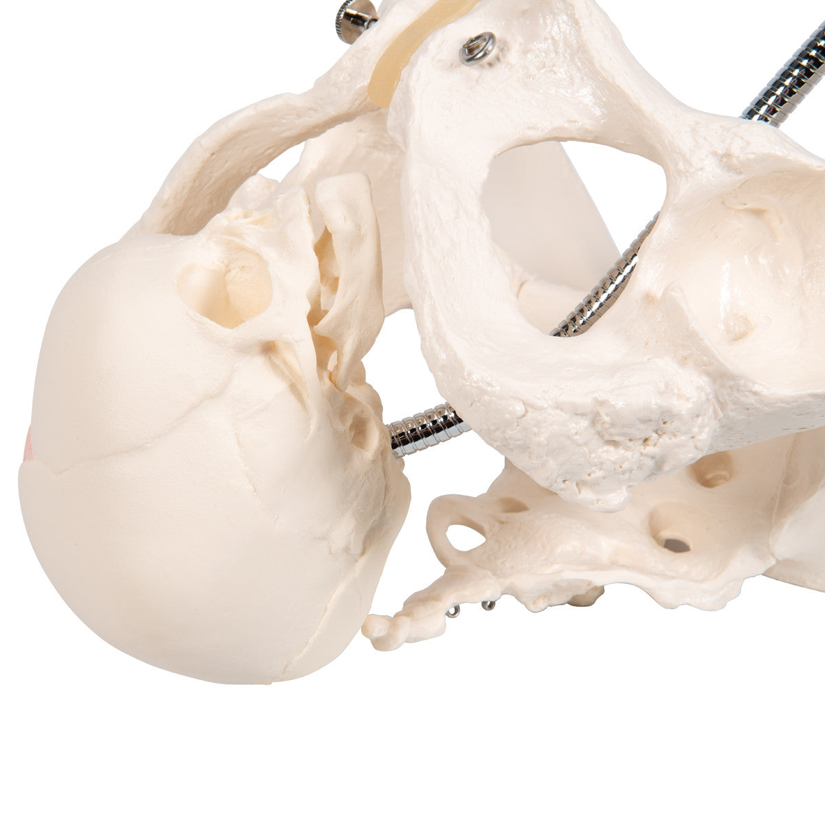 Childbirth Demonstration Pelvis Model