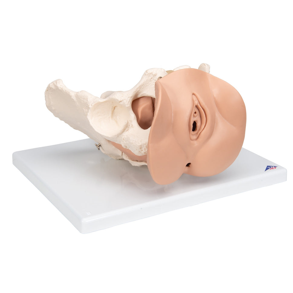 Female Pelvis Skeleton with Genital Organs (3 part)