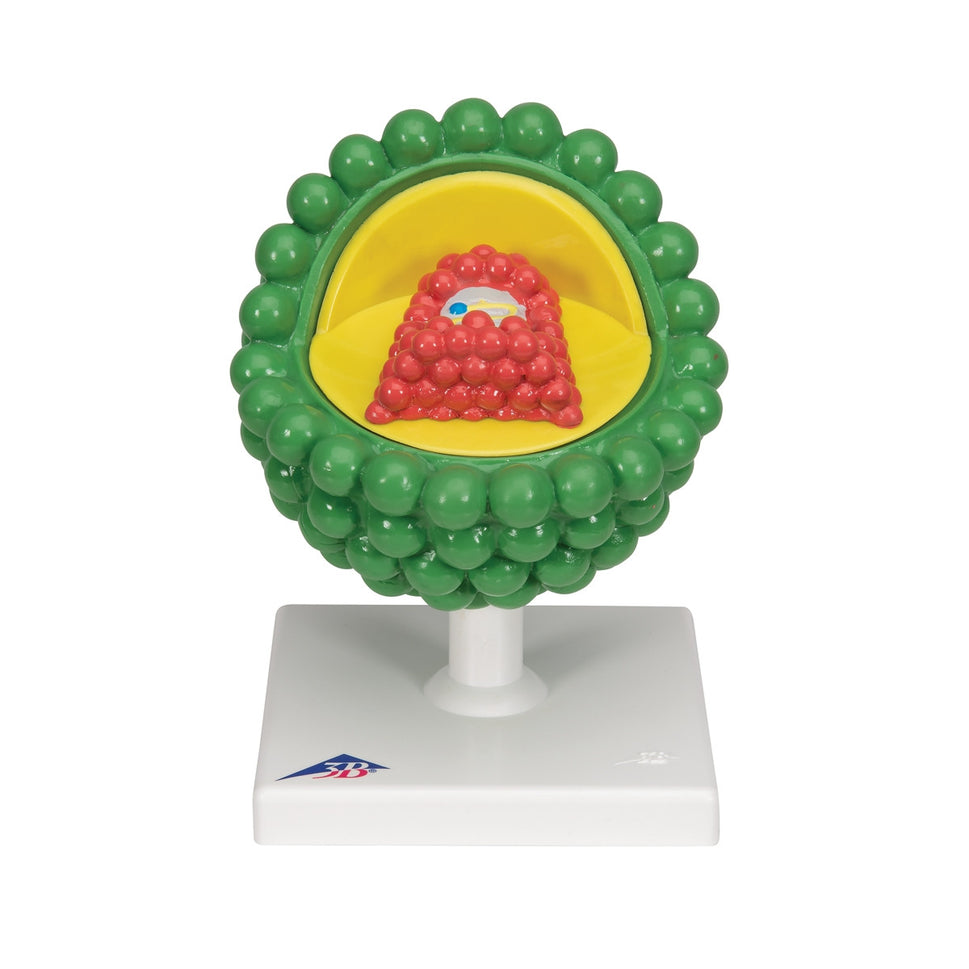 AIDS-Virus Model