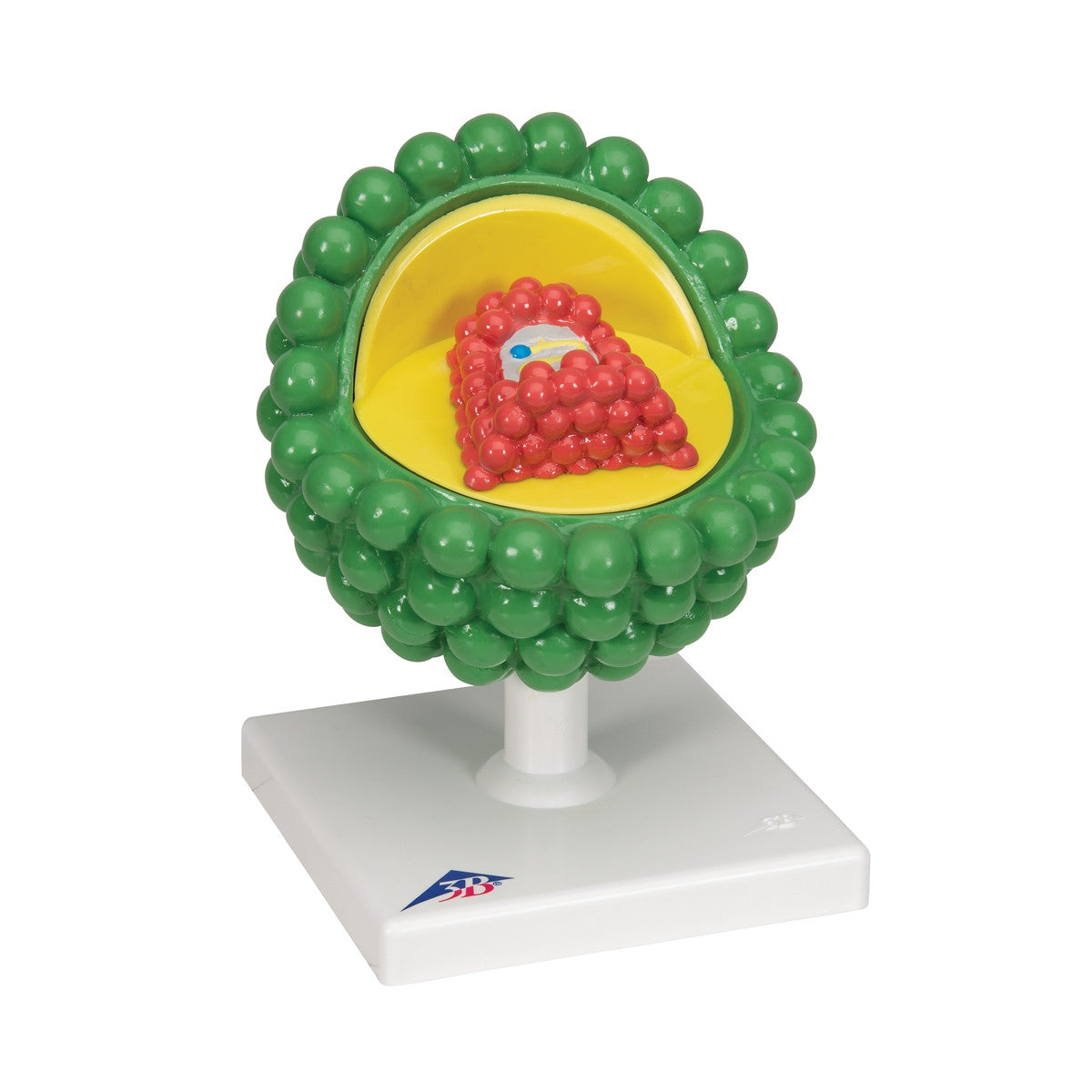 AIDS-Virus Model