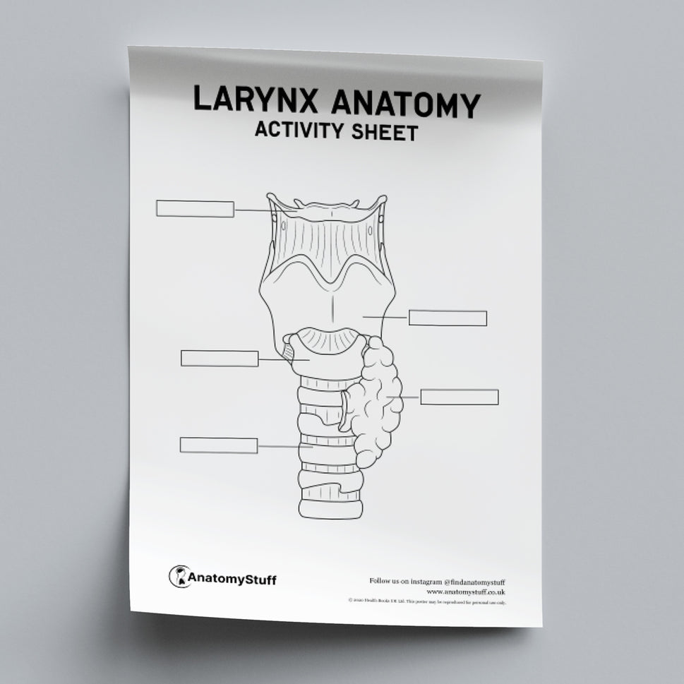 Throat Anatomy Activity Sheet PDF