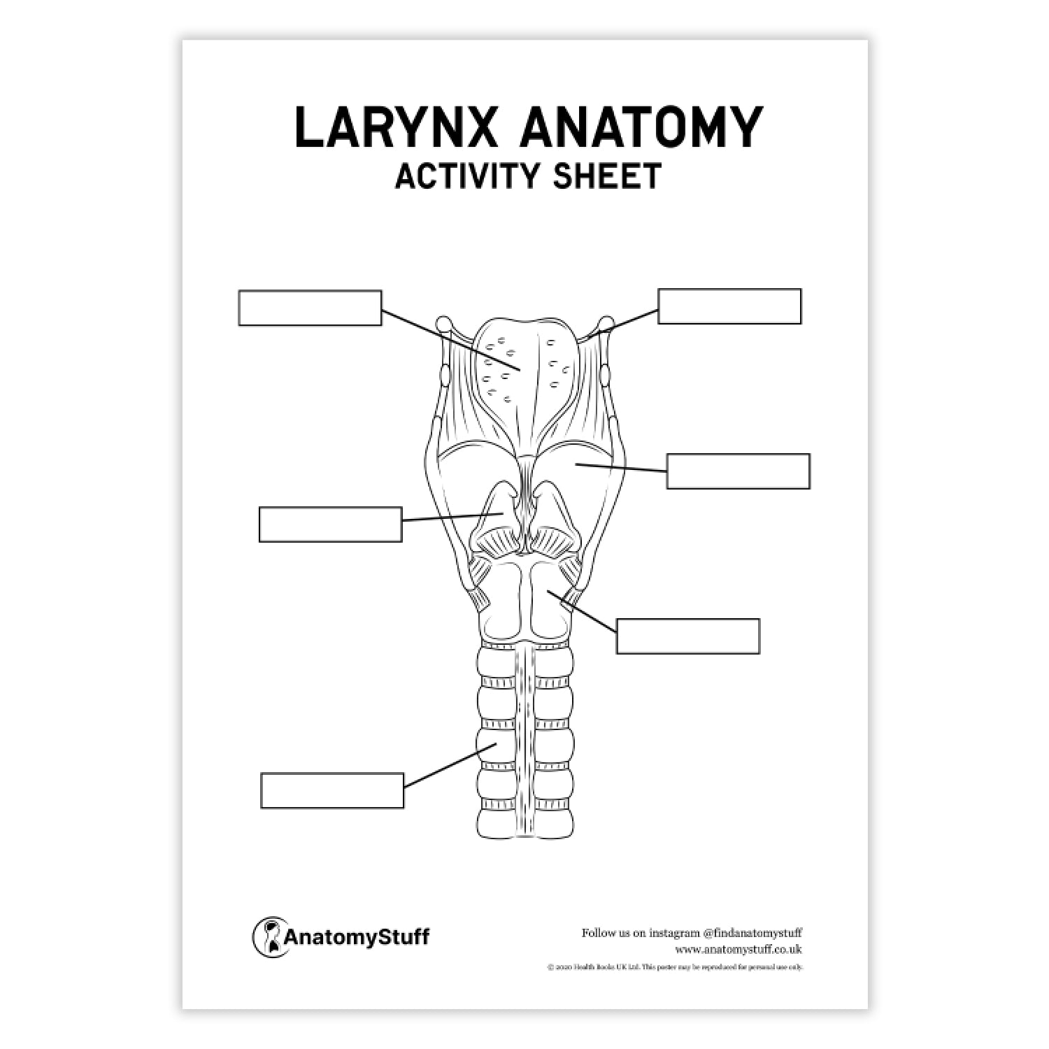 Larynx Anatomy Activity Sheet PDF