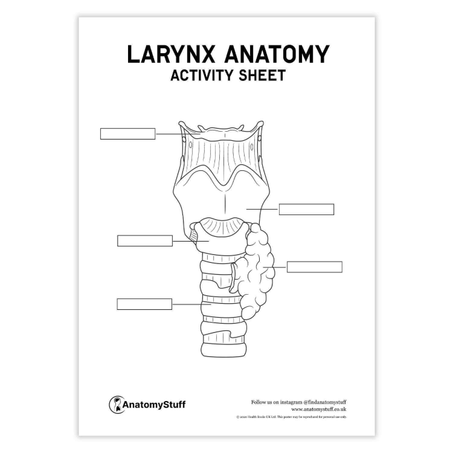 Throat Anatomy Activity Sheet PDF