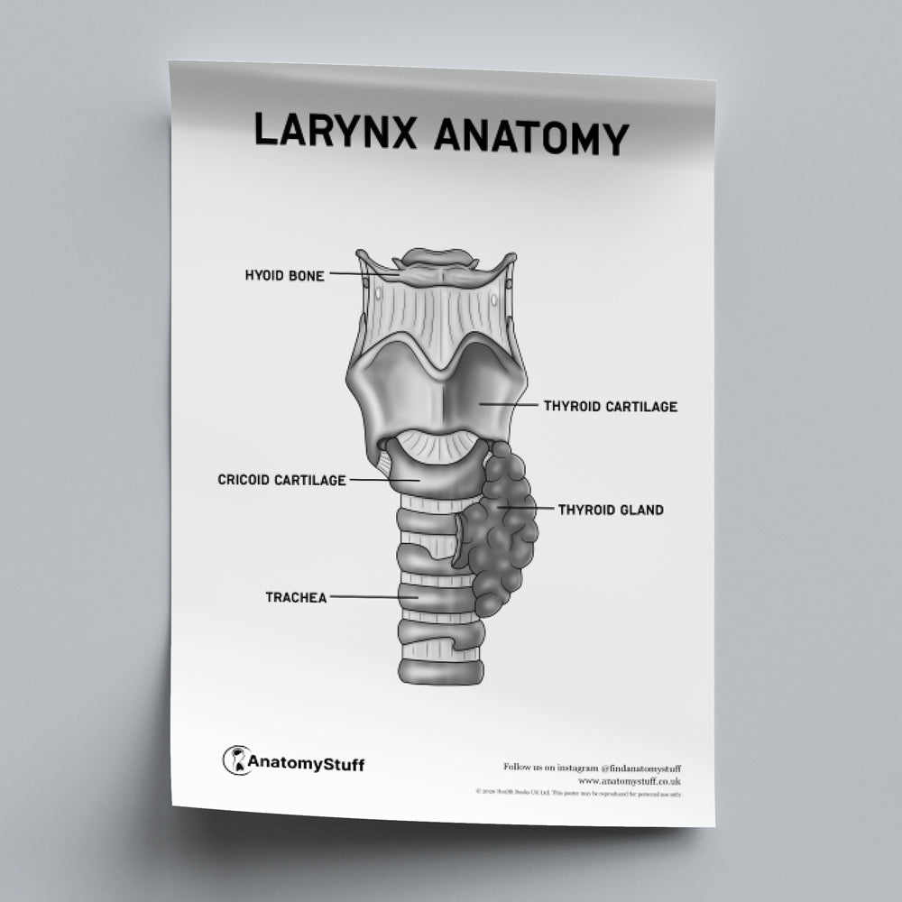 Throat Anatomy Poster PDF