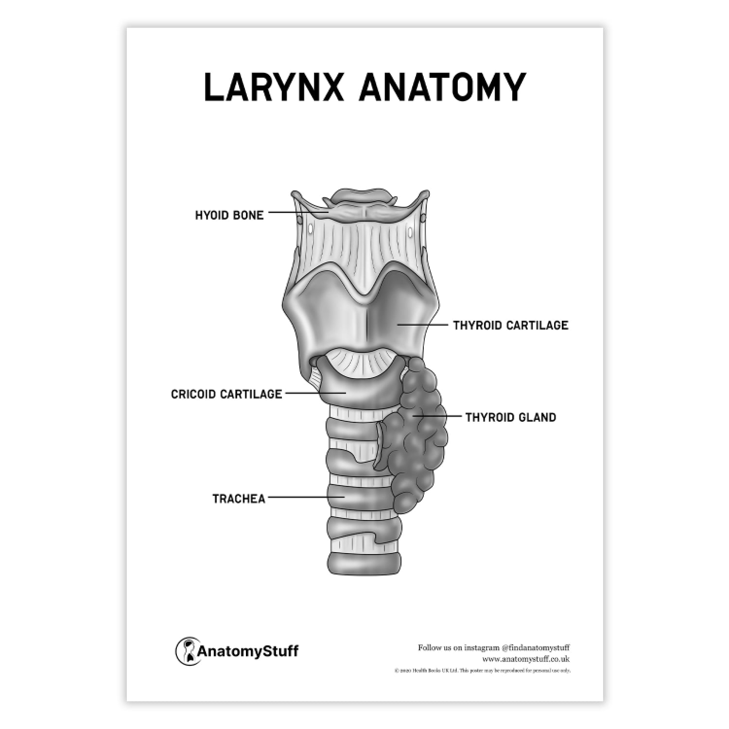 Throat Anatomy Poster PDF