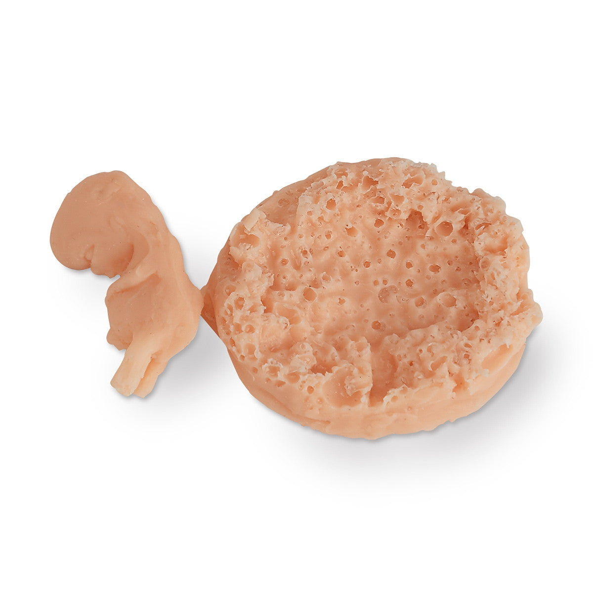Foetus Model (7 - 8 weeks)