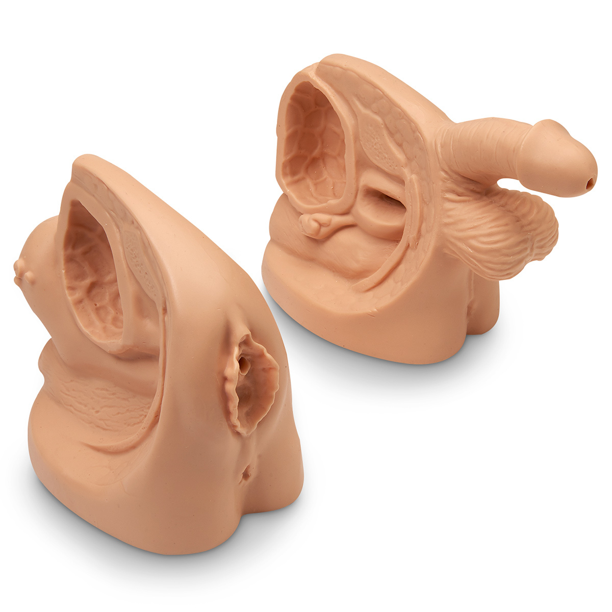 Male & Female Catheter Model Set