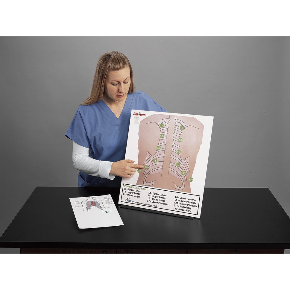 Posterior Auscultation Practice Board